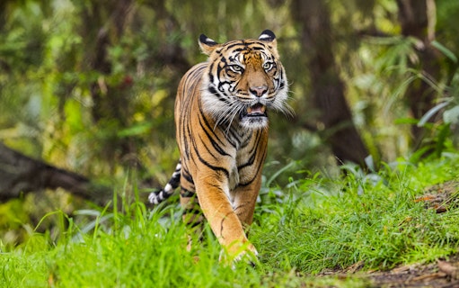 Tiger walking through greenery at San Diego Zoo Safari Park.
