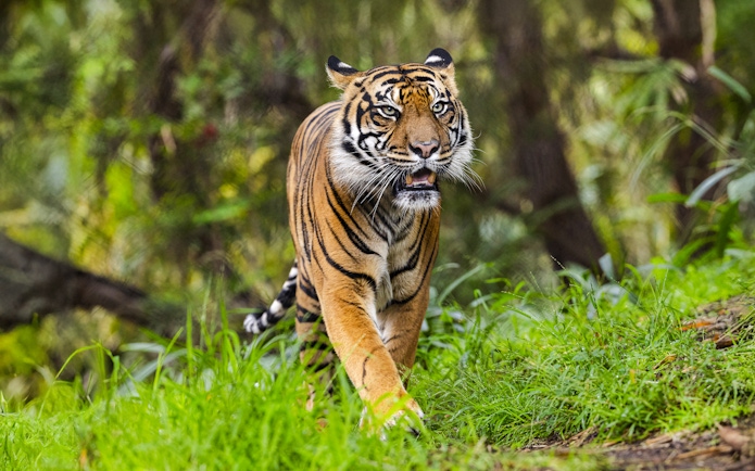 Tiger walking through greenery at San Diego Zoo Safari Park.