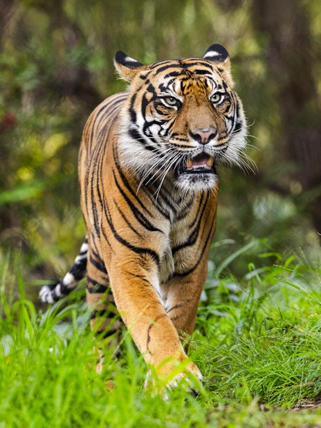 Tiger walking through greenery at San Diego Zoo Safari Park.