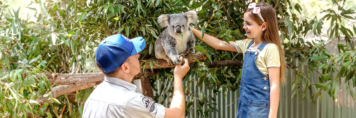 A girl feeding a Koala at Paradise Country