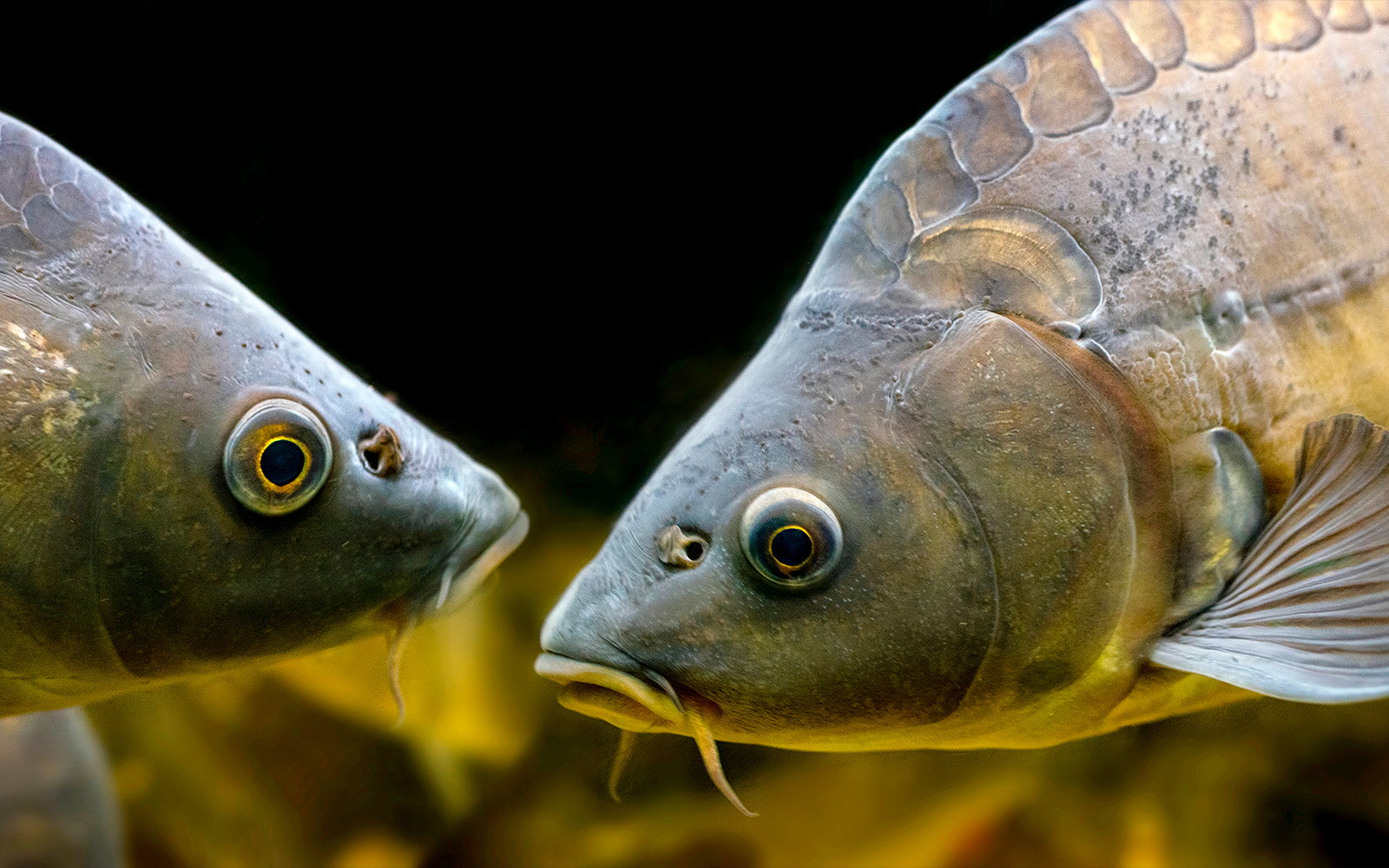 A closeup of a Carp Fish