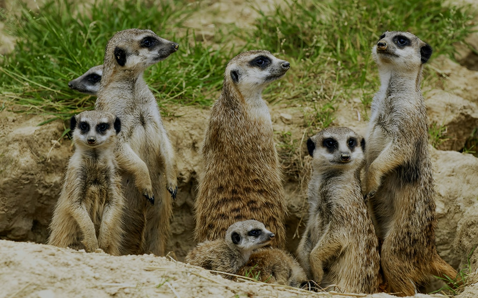 Mischievous Meerkats Encounter