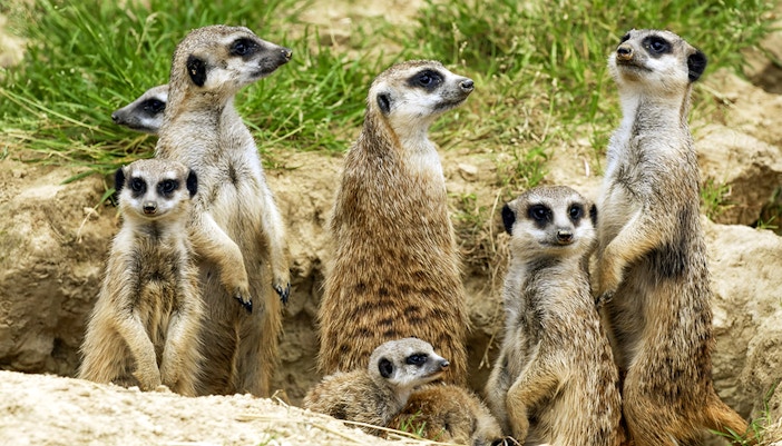 Meerkats at Cologne Zoo