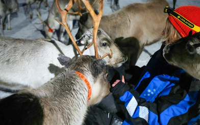 Reindeer interacting with a person in Tromso during a Sami cultural experience.