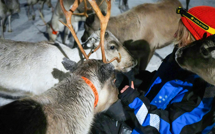 Reindeer interacting with a person in Tromso during a Sami cultural experience.