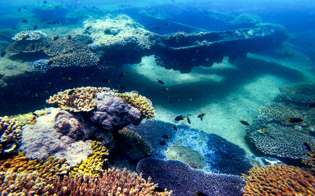 Coral reef and fish underwater at Moreton Island, Australia.