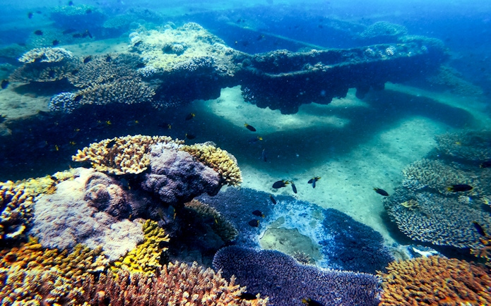 Coral reef and fish underwater at Moreton Island, Australia.