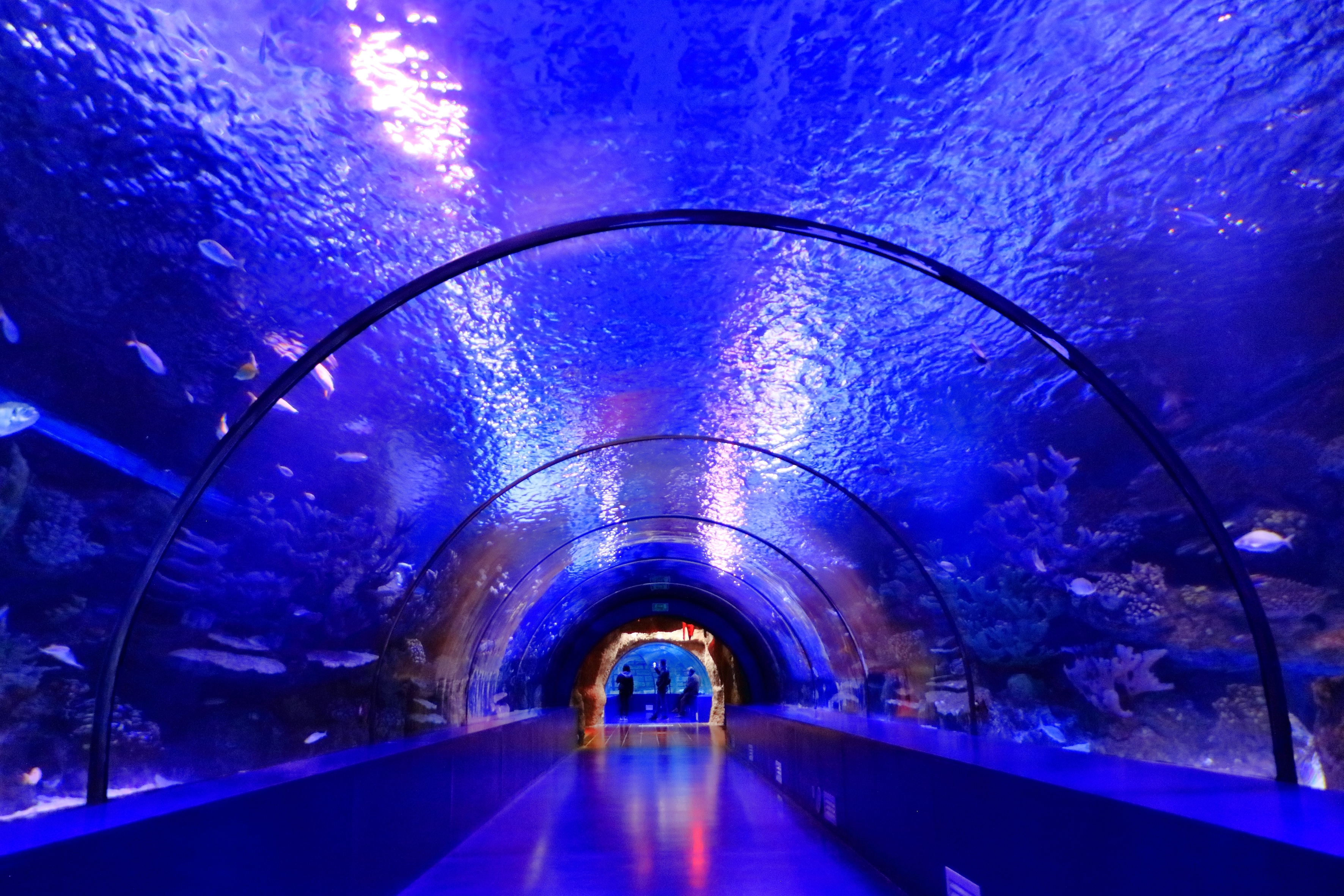 Underwater Tunnel at the Antalya Aquarium