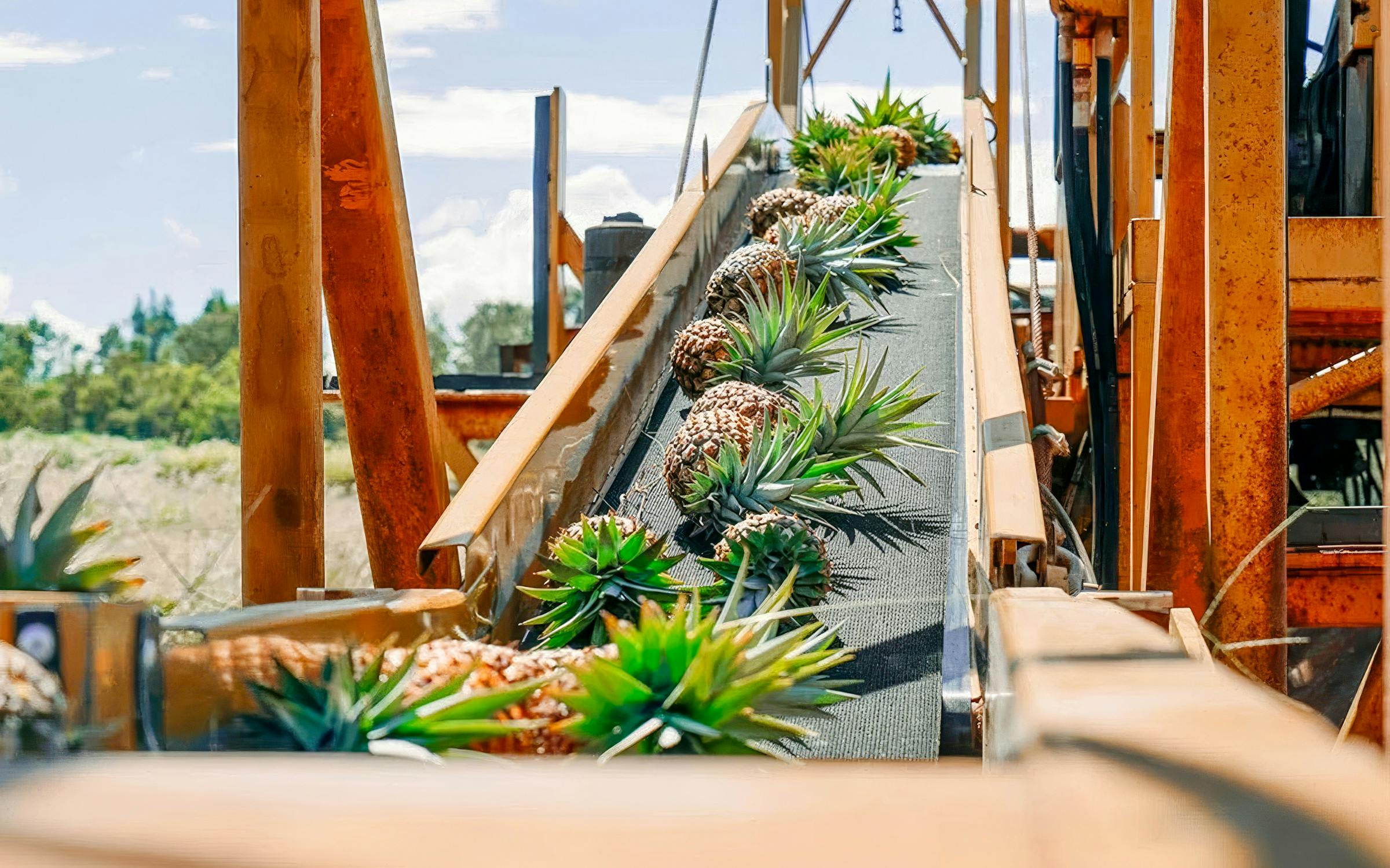 Pineapples on a conveyor belt at a plantation farm during a tour and tasting experience.