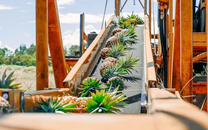 Pineapples on a conveyor belt at a plantation farm during a tour and tasting experience.