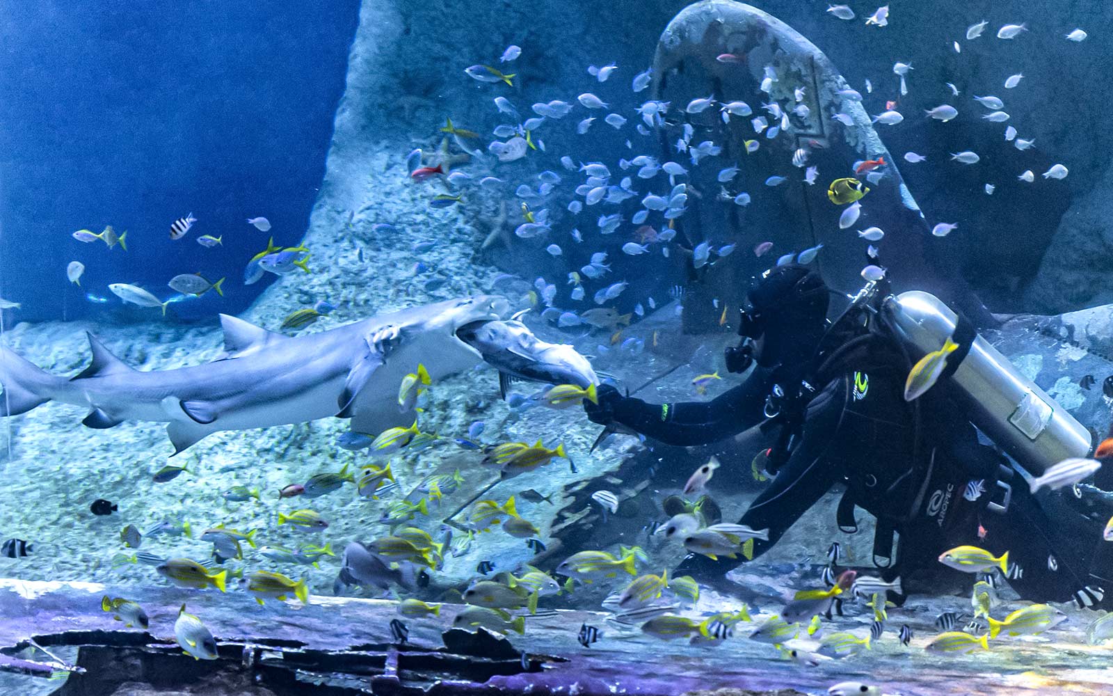 Diver feeding a shark surrounded by fish at the National Aquarium Abu Dhabi.