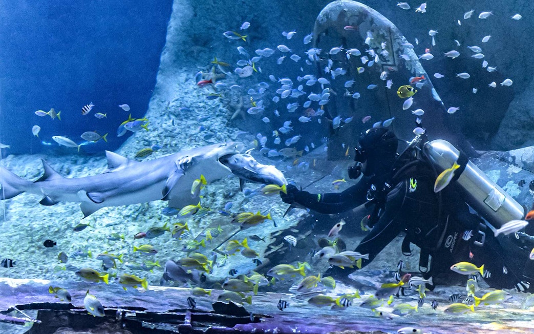 Diver feeding a shark surrounded by fish at the National Aquarium Abu Dhabi.