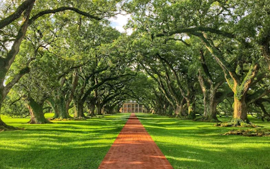 Oak Alley Plantation with oak trees lining a red brick path, New Orleans tour.