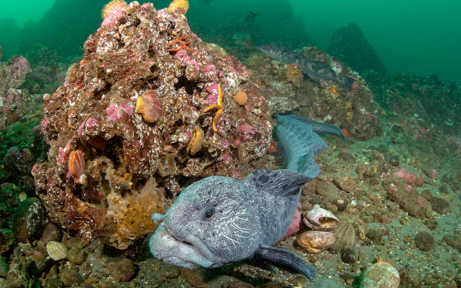 A Wolf Eel swimming