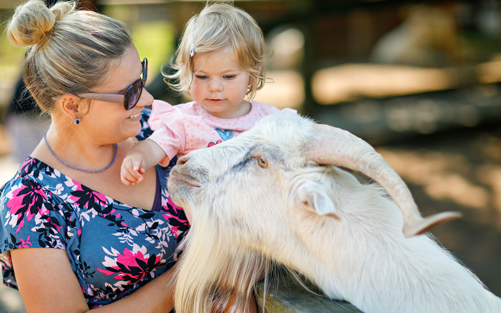 Adorable cute toddler girl and young mother feeding little goats and sheeps on kids farm