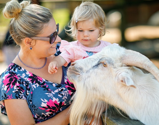 Adorable cute toddler girl and young mother feeding little goats and sheeps on kids farm