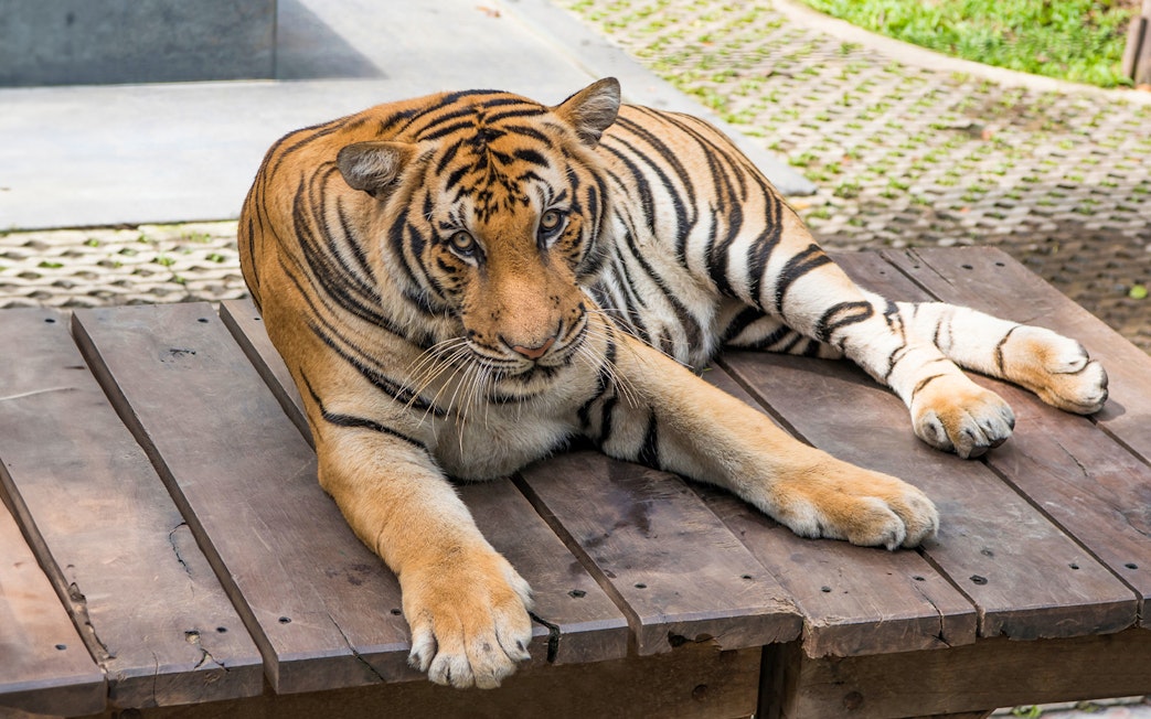 Tiger resting on a wooden platform at Tiger Park, Pattaya.