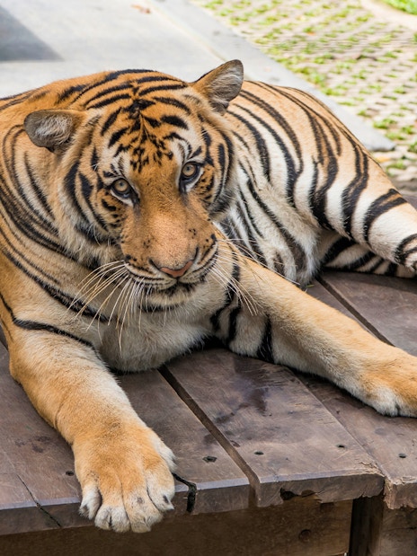 Tiger resting on a wooden platform at Tiger Park, Pattaya.