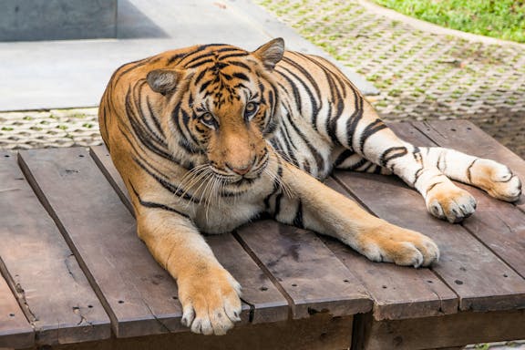 tickets to pattaya tiger park for non-thai residents-5