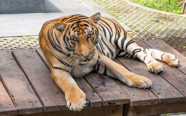Tiger resting on a wooden platform at Tiger Park, Pattaya.