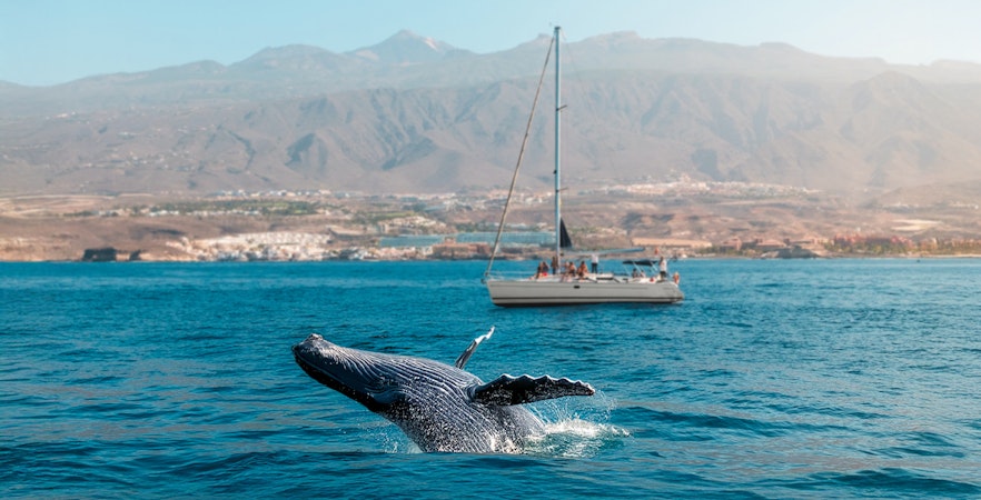 Whale breaching near boat with people on whale watching tour in Tenerife.
