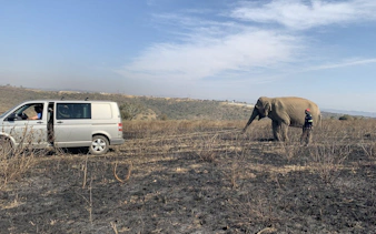 Van and guide with elephant in Durban safari landscape.