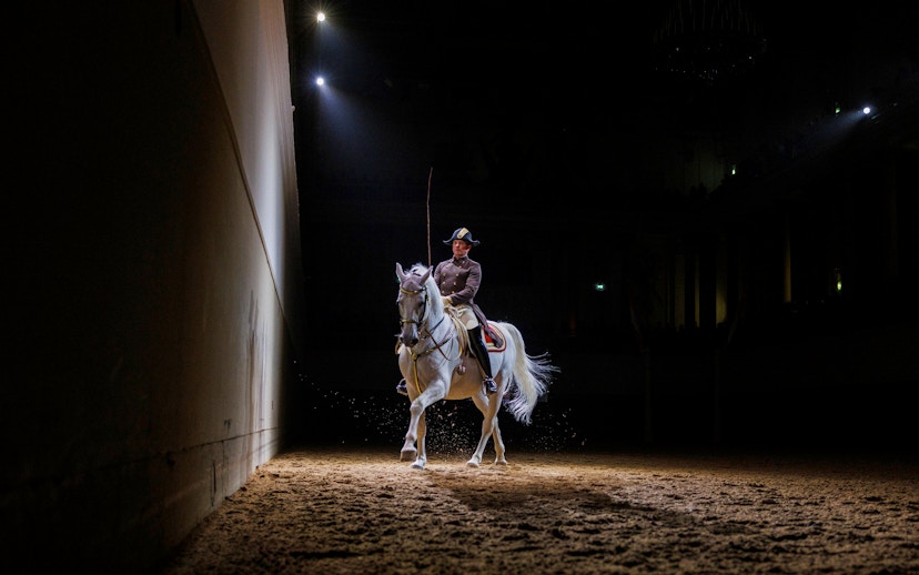 Lippizan horse performing at Spanish Riding School, Vienna.