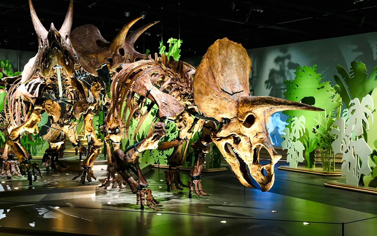 Triceratops skeleton exhibit at the National History Museum.