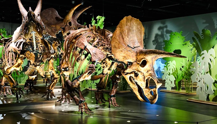 Triceratops skeleton exhibit at the National History Museum.
