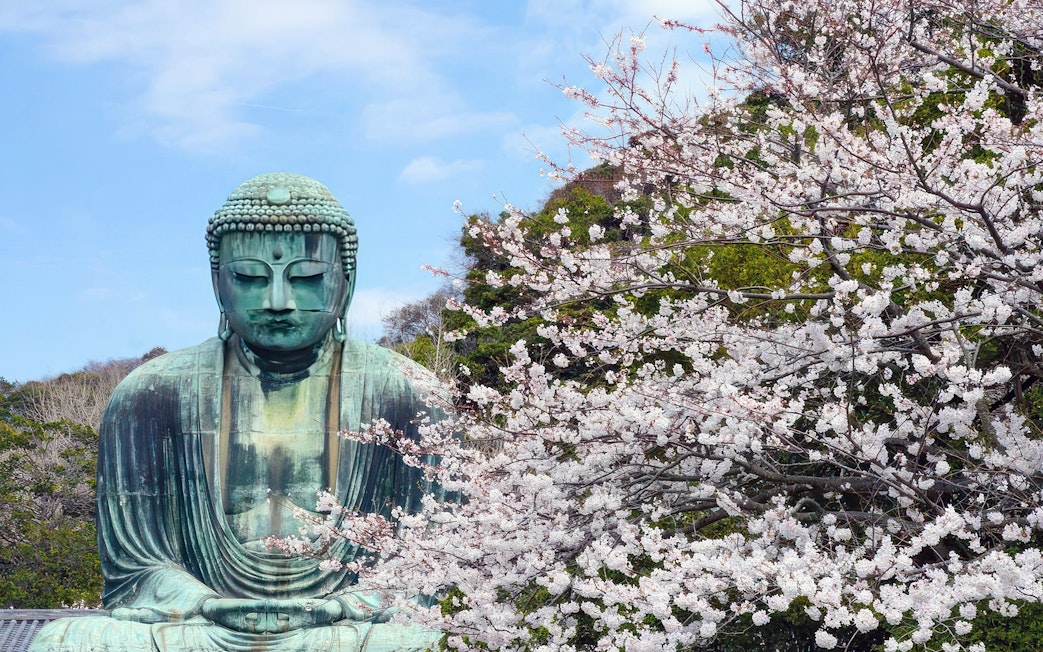 Great Buddha statue in Kamakura with cherry blossoms in the foreground.