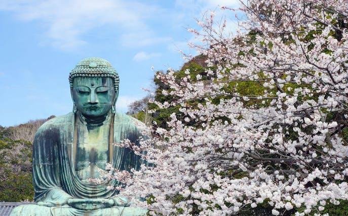 Great Buddha statue in Kamakura with cherry blossoms in the foreground.