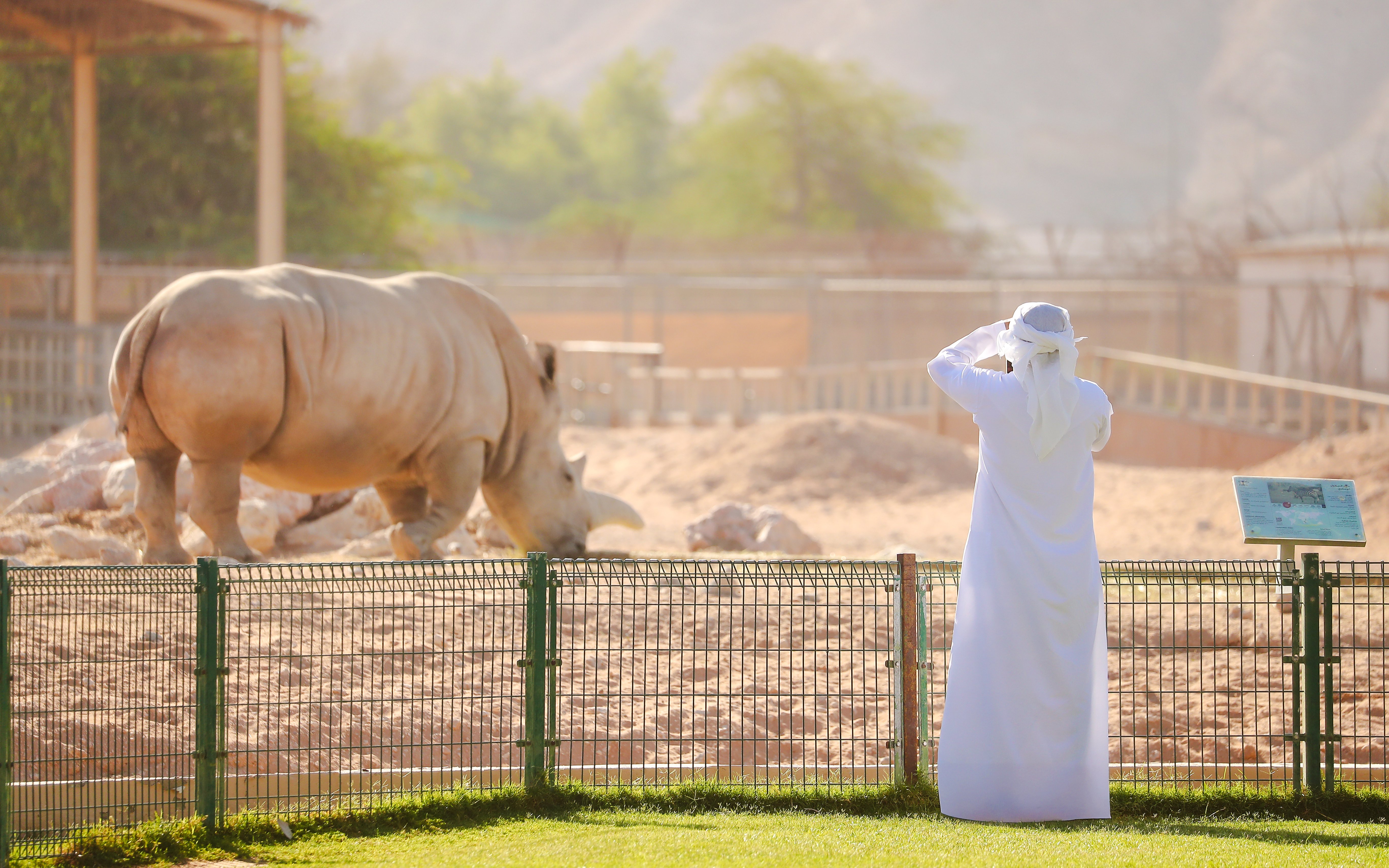 Visitor observing a rhinoceros at Al Ain Zoo enclosure.