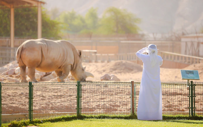 Visitor observing a rhinoceros at Al Ain Zoo enclosure.
