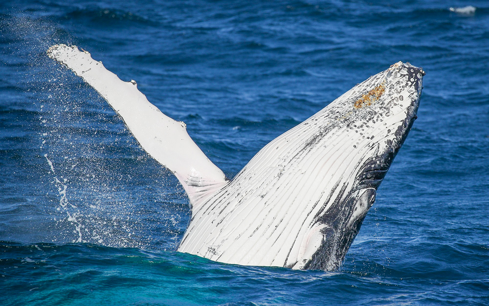 Whale Discovery trail