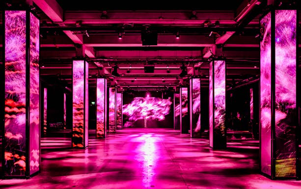 Immersive light display at AMAZE Amsterdam with vibrant pink visuals.