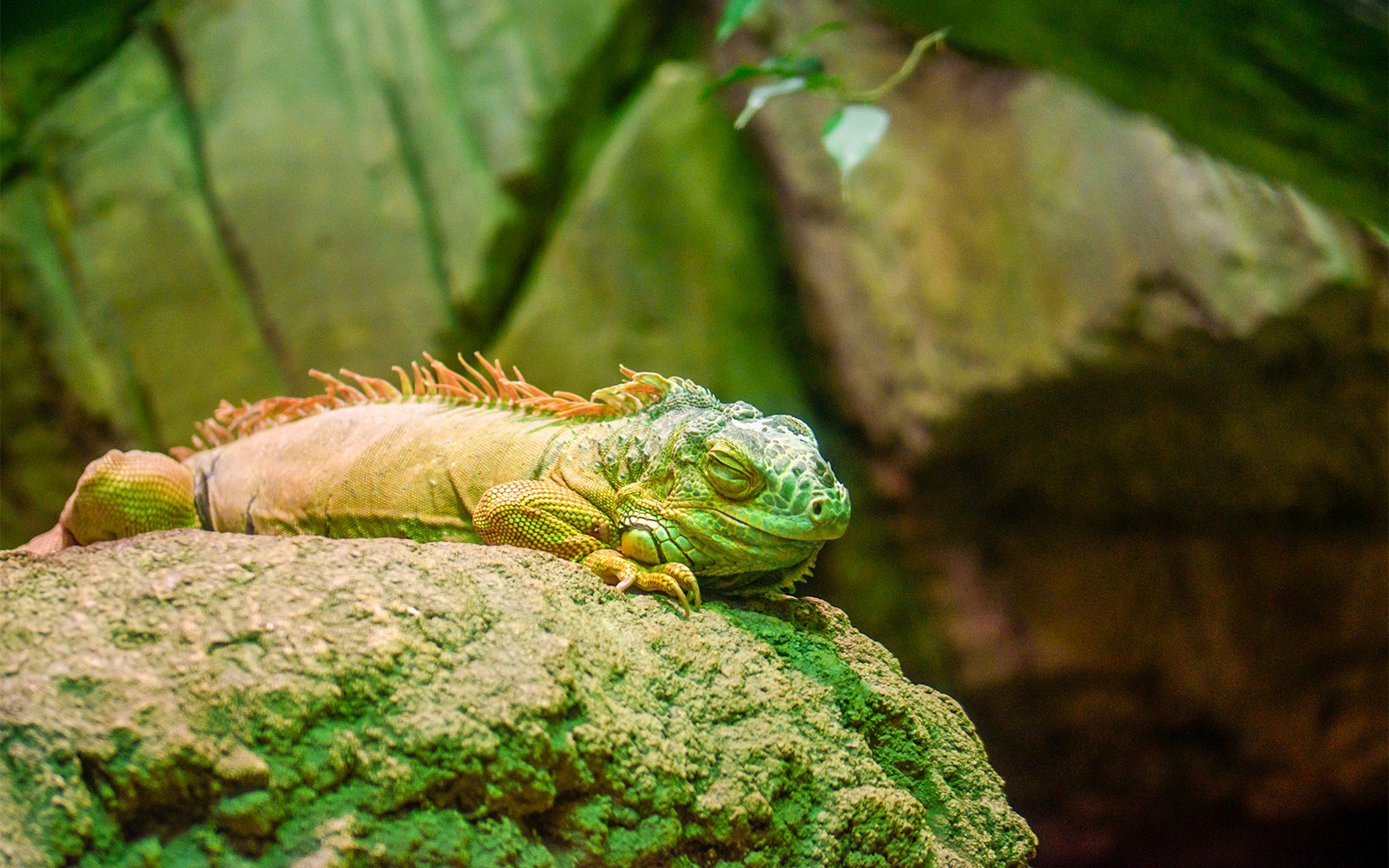 Genoa Aquarium Tropical Forest exhibit with lush greenery and diverse plant species.