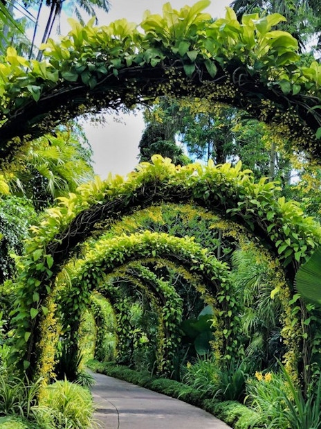 Lush green arches in National Orchid Garden, Singapore.