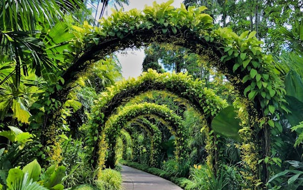 Lush green arches in National Orchid Garden, Singapore.