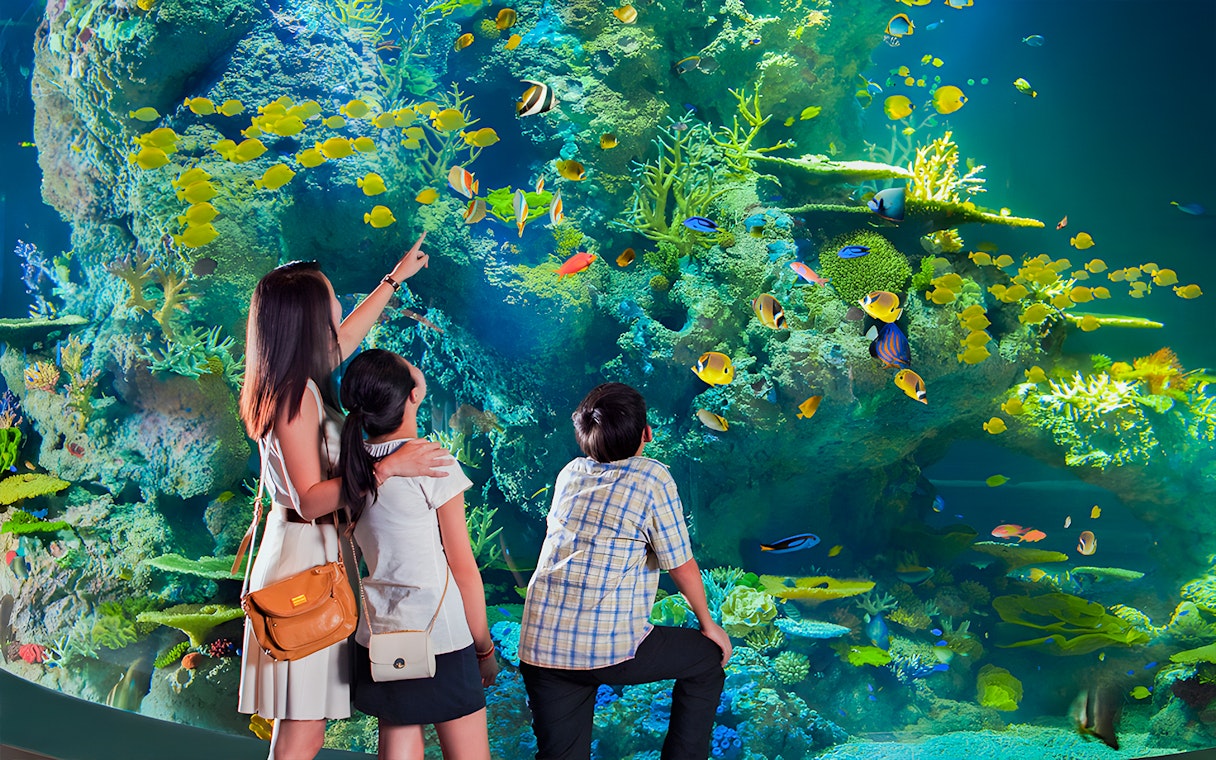 Family observing colorful fish at S.E.A Aquarium Singapore.