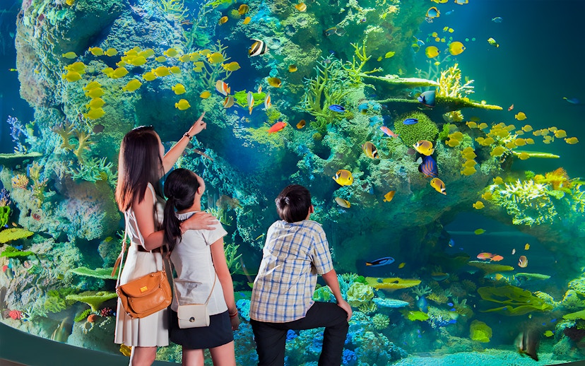 Family observing colorful fish at S.E.A Aquarium Singapore.