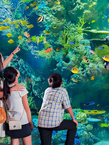 Family observing colorful fish at S.E.A Aquarium Singapore.