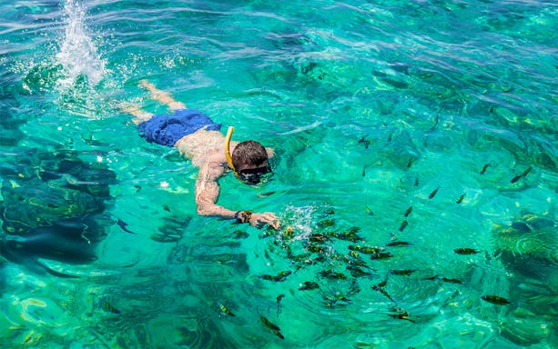 Snorkeler exploring clear waters with fish at Phi Phi Island, Phuket, Thailand.