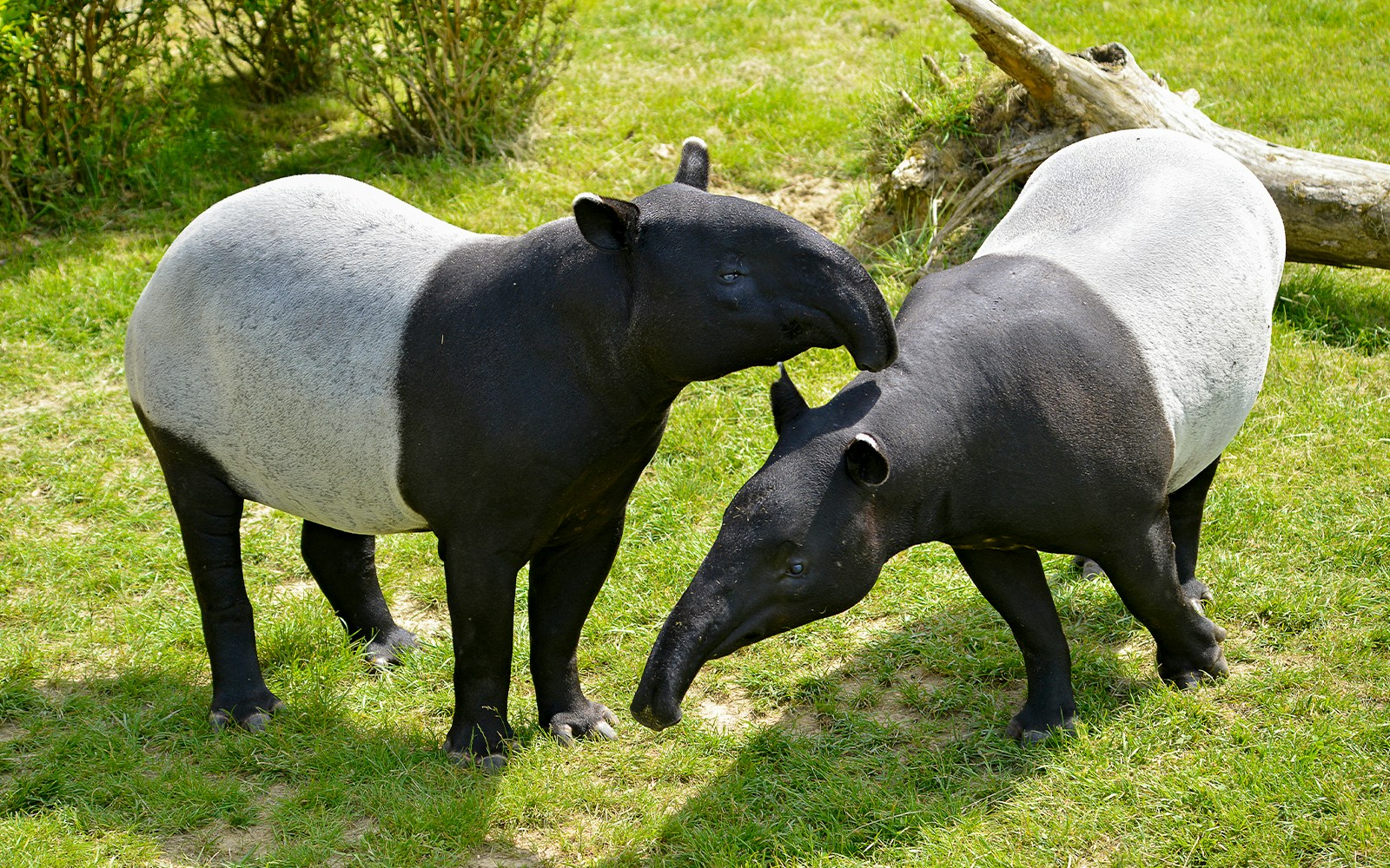 Malayan Tapir in zoo