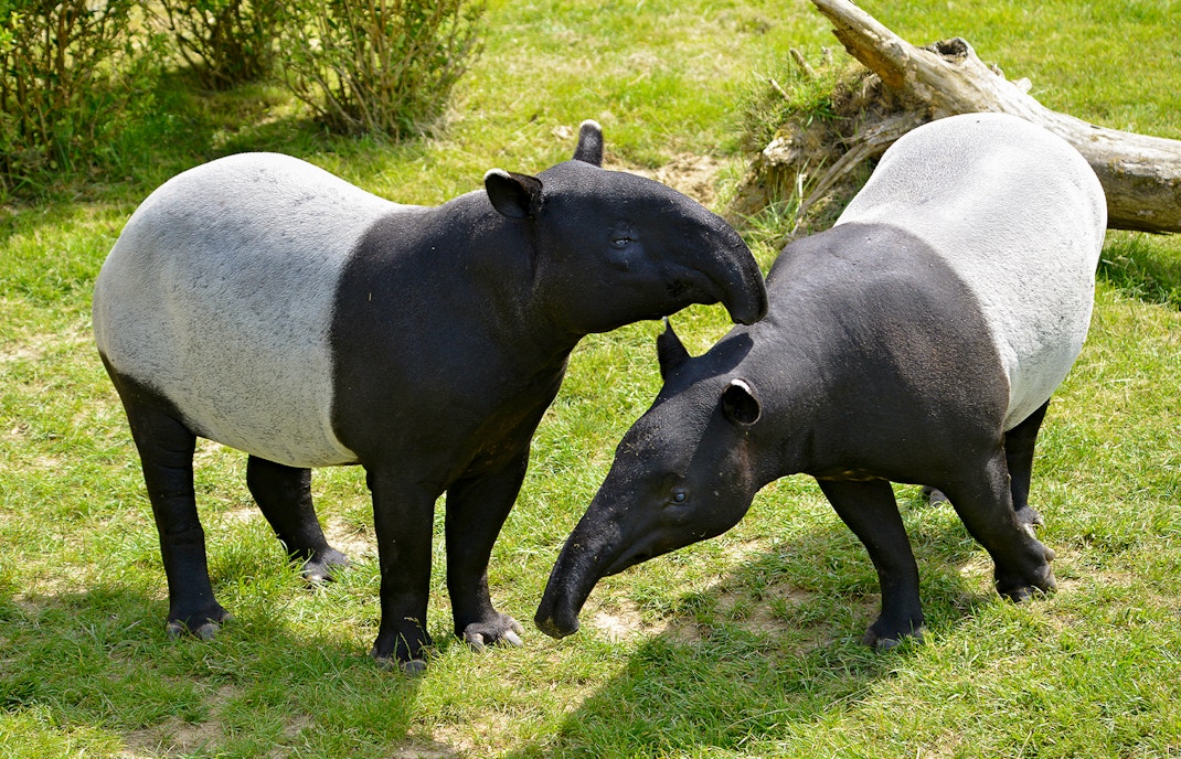 Malayan tapir
