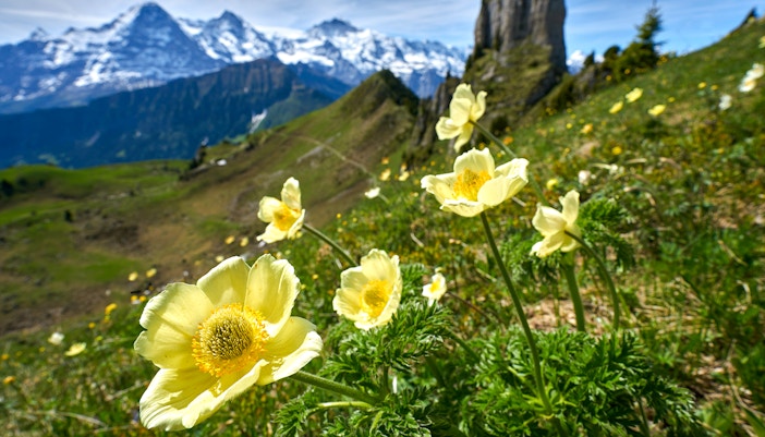 Schynige Platte Tickets