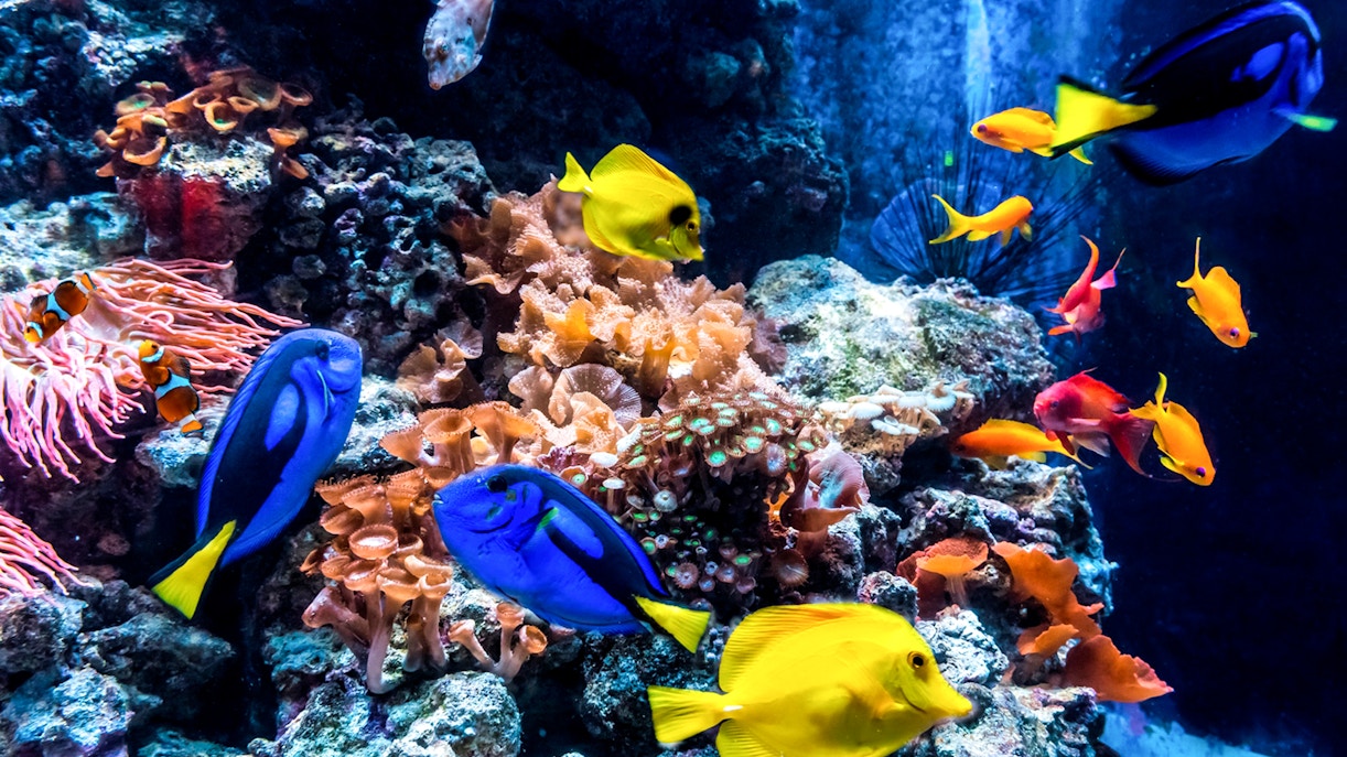 Why visit SEA LIFE Berlin?