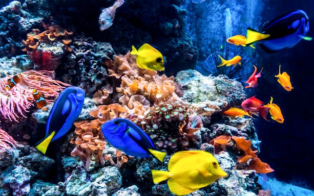 Colorful tropical fish swimming in a coral reef at AquaDom & SEA LIFE Berlin.