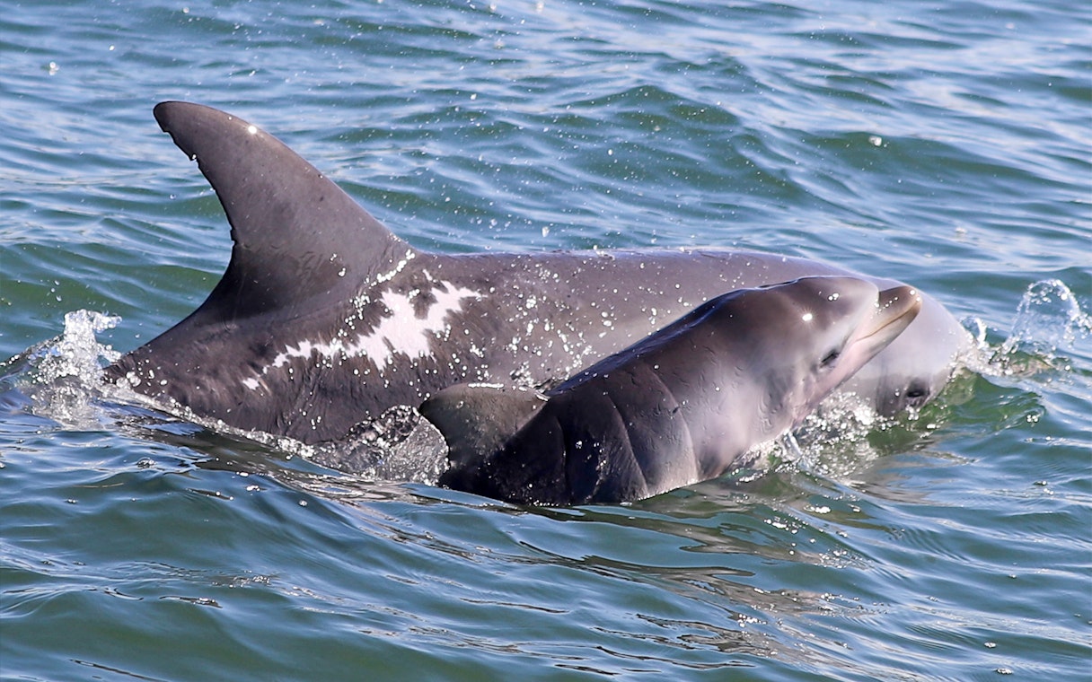 Dolphins swimming in the Murray River during a lunch cruise.