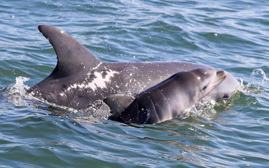 Dolphins swimming in the Murray River during a lunch cruise.