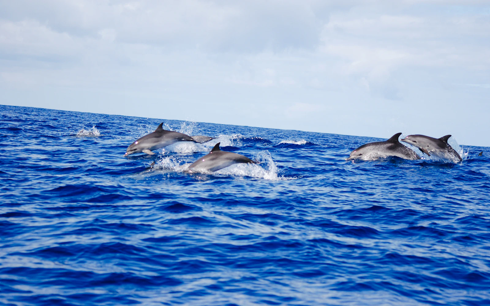 Terceira Island: Open-Ocean Swim with Dolphins (Product 56477)